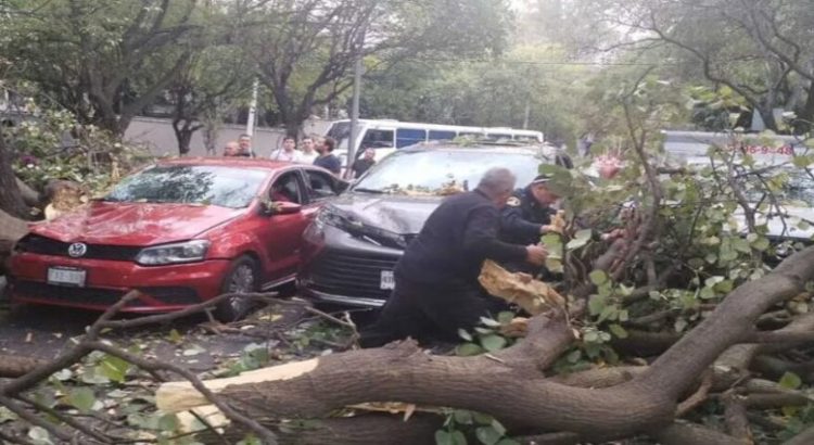 Árbol caído en alcaldía Miguel Hidalgo causó afectaciones