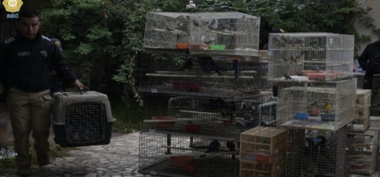 Más de 1000 aves fueron aseguradas en dos operativos de CdMx