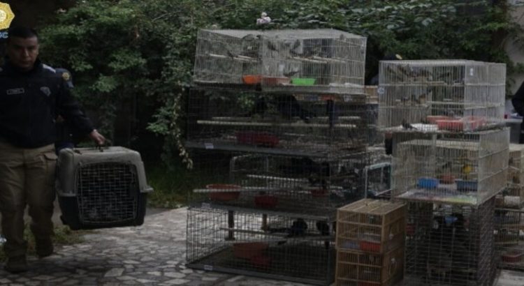 Más de 1000 aves fueron aseguradas en dos operativos de CdMx