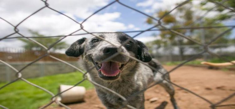 En CDMX los maltratadores de animales pagarán gastos de aseguramiento