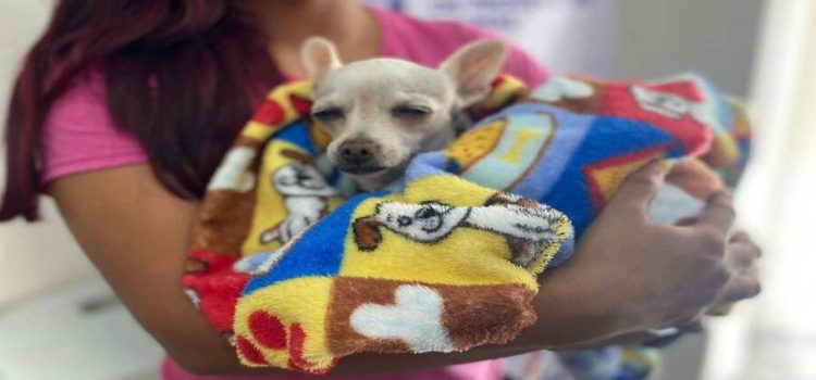 Anuncian el primer centro de esterilización para animales callejeros en CDMX