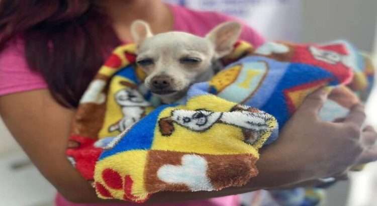 Anuncian el primer centro de esterilización para animales callejeros en CDMX