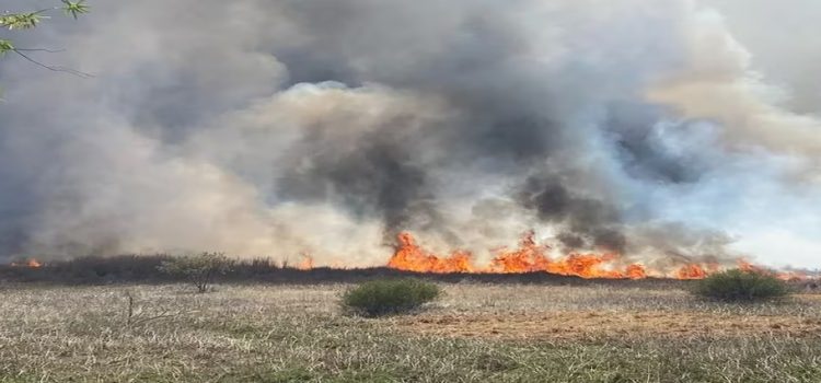 Incendio en la zona de Cuemanco en Xochimilco