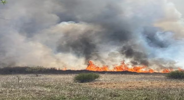 Incendio en la zona de Cuemanco en Xochimilco