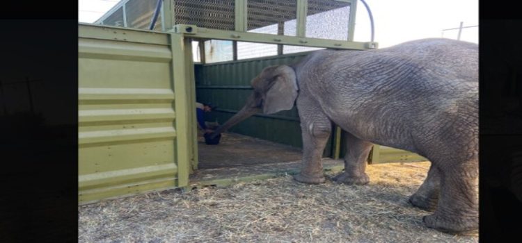 Trasladan a Annie la elefanta abandonada en Lagos de Moreno