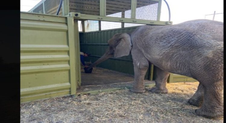 Trasladan a Annie la elefanta abandonada en Lagos de Moreno