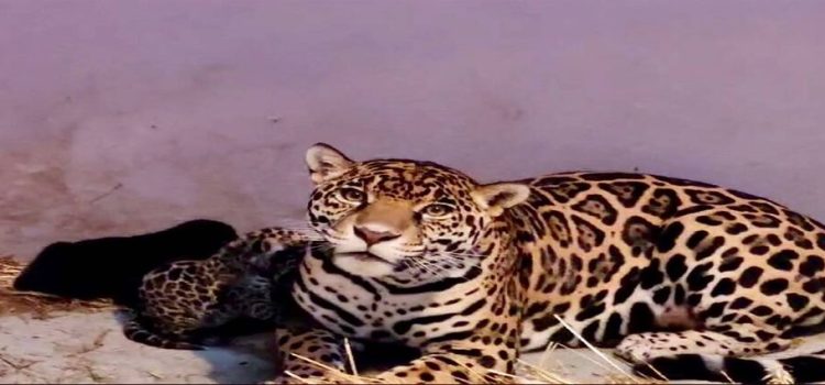 Tres cachorros de jaguar nacieron en el Centro de Conservación de Fauna Silvestre de Chapultepec