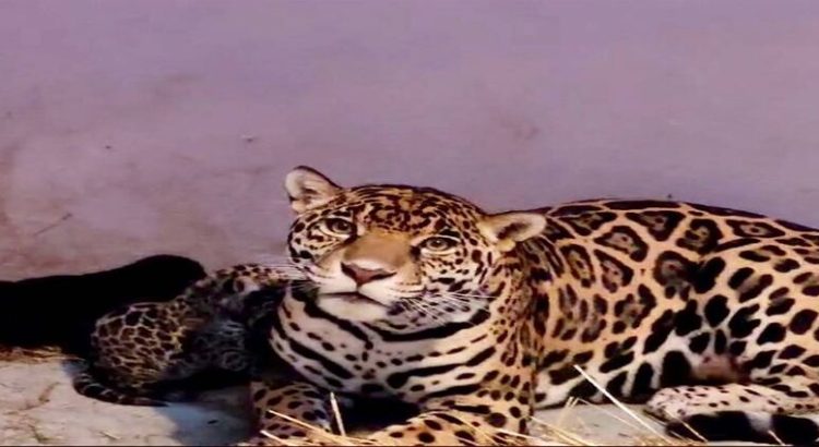 Tres cachorros de jaguar nacieron en el Centro de Conservación de Fauna Silvestre de Chapultepec