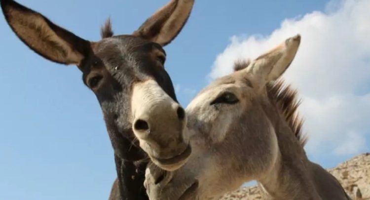 ¡Casamiento Inolvidable! Una boda de burros alegra las calles de Antalya, Turquía