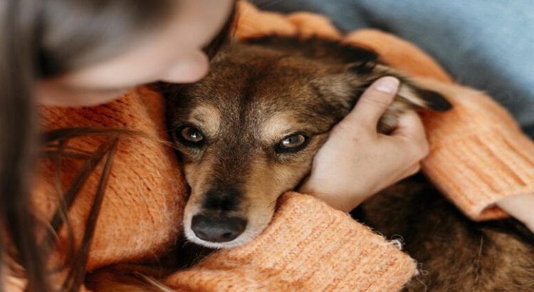 Congreso de CDMX aprueba que se otorgue apoyo a quienes rescaten animales