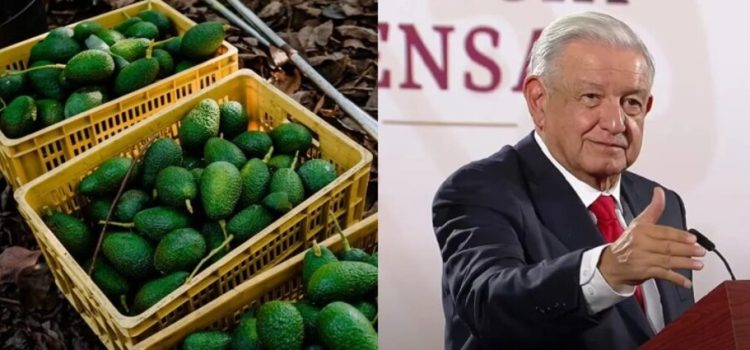 AMLO asegura que hoy se normalizarán exportaciones de aguacate a EU