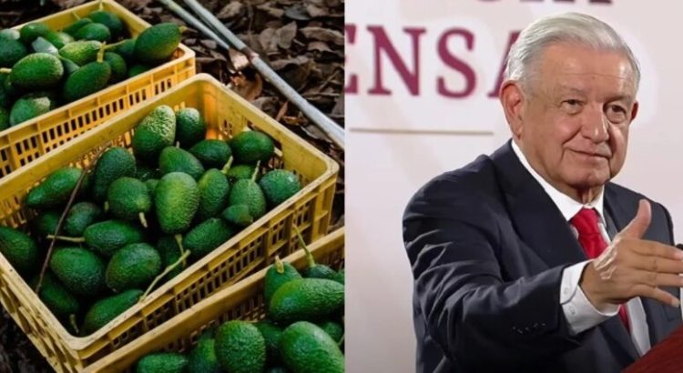 AMLO asegura que hoy se normalizarán exportaciones de aguacate a EU