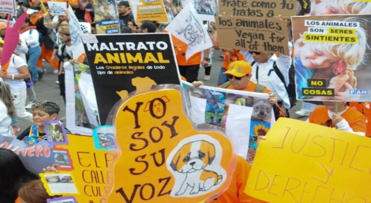 Cientos salieron a marchar contra el maltrato animal