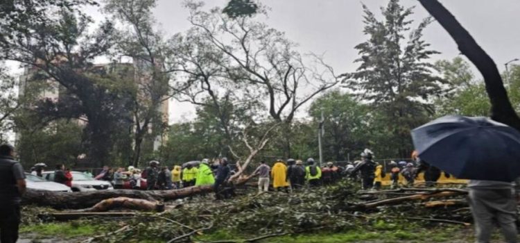 “Chris” provoca la caída de enorme árbol sobre Río Churubusco