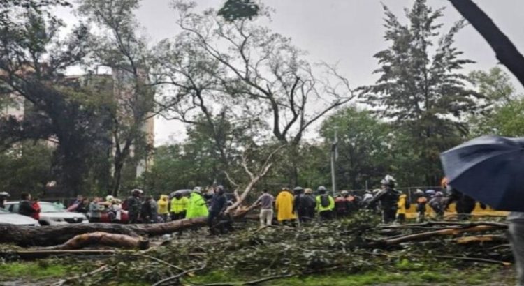 “Chris” provoca la caída de enorme árbol sobre Río Churubusco