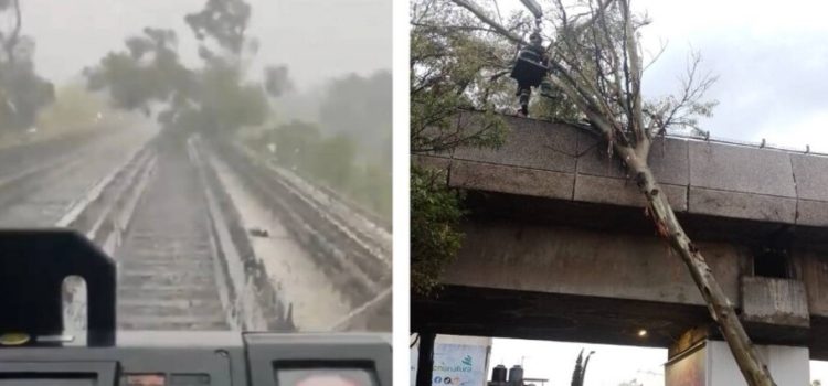 Se suspendió el servicio por la caída de árbol en las vías de la Línea 4 del Metro