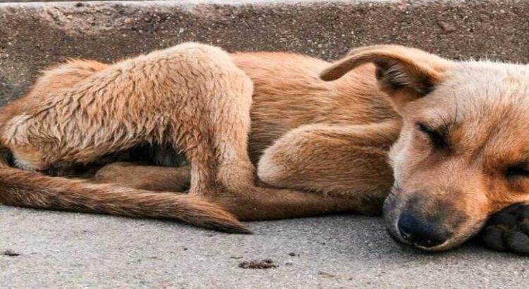 En CDMX 5 alcaldías concentran el mayor número de denuncias de maltrato animal