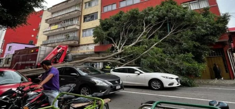 Árbol cae sobre tres autos en el centro de CDMX