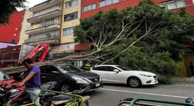 Árbol cae sobre tres autos en el centro de CDMX