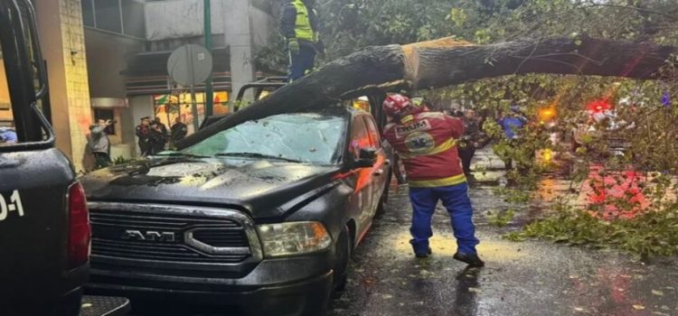 Lluvias provocan caída de árbol frente a edificio sede de SSC