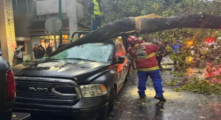 Lluvias provocan caída de árbol frente a edificio sede de SSC