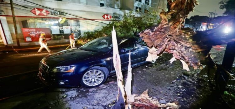 Fuertes lluvias en CDMX provocan caída de 15 árboles