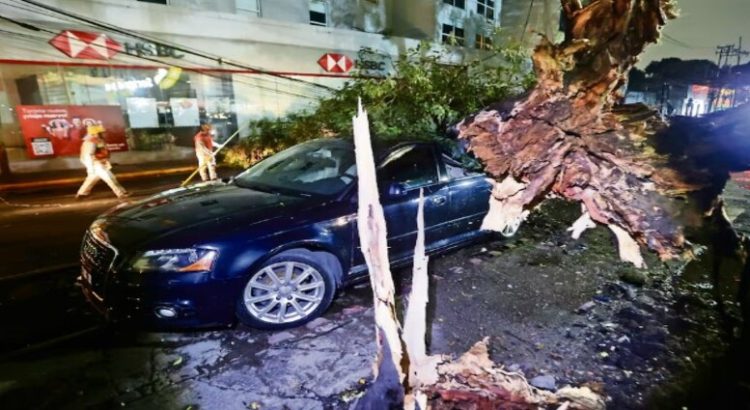 Fuertes lluvias en CDMX provocan caída de 15 árboles