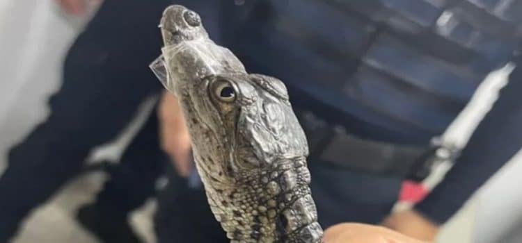 Encuentran a 2 Cocodrilos Bebés ‘Paseando’ en el Metro