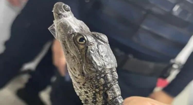 Encuentran a 2 Cocodrilos Bebés ‘Paseando’ en el Metro