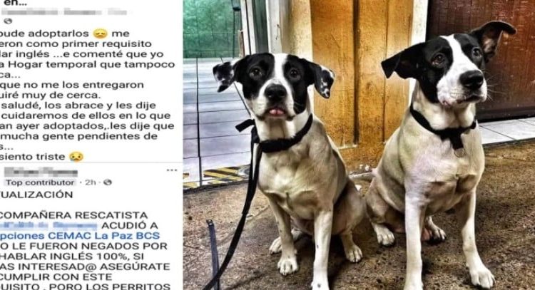 Por no hablar inglés no los dejaron adoptar dos perros en el CEMAC