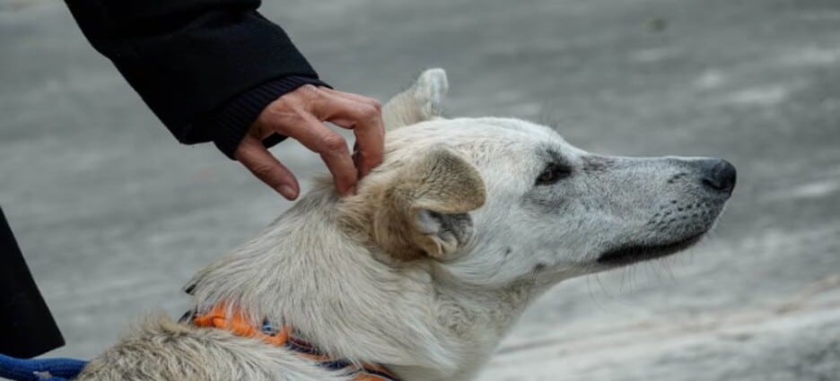 Gobierno de Cdmx reconocerá y protegerá a perritos de la colonia como ‘animales comunitarios’